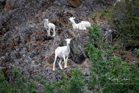 Seward and Kenai Fjords Natl Park