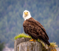 Eagles