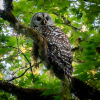 Owls