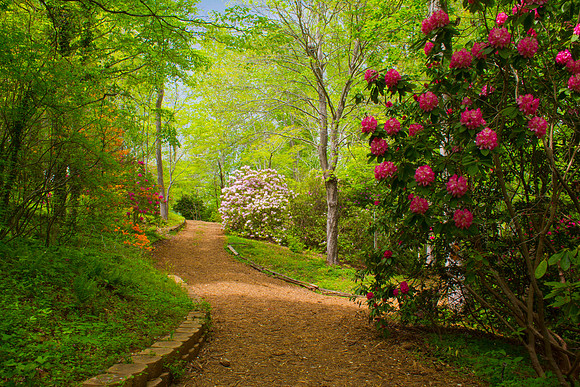 Hiawassee Rhododendron Garden
