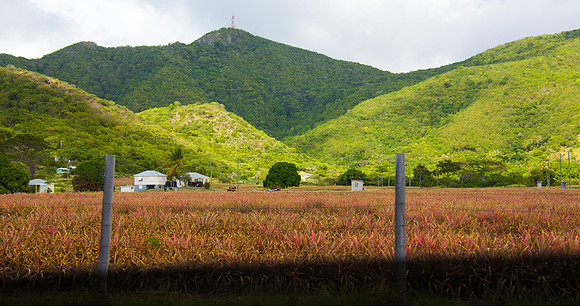 Pineapple Fields, St. Johns, Antigua