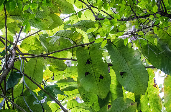 Bats napping up in the trees