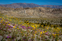 Palm Springs area