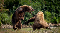 Katmai National Preserve - Bears