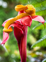 Snakes