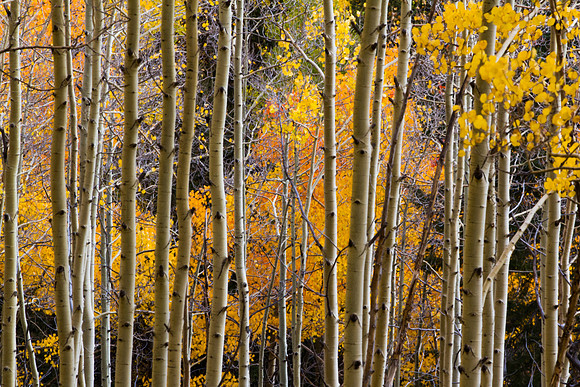 Fall Aspens in NM