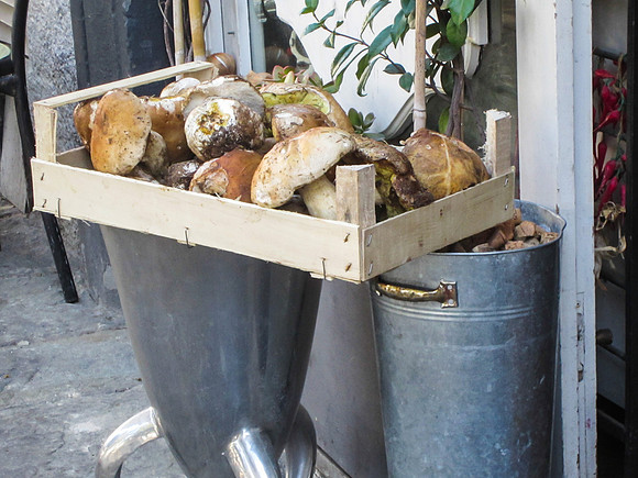 Never have seen mushrooms so large!